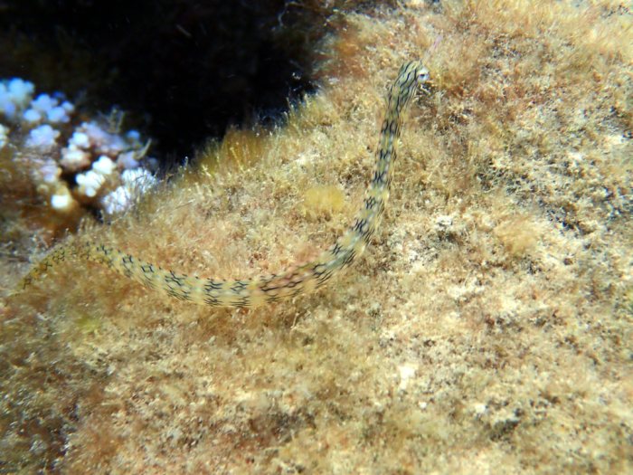 Corythoichthys haematopterus
