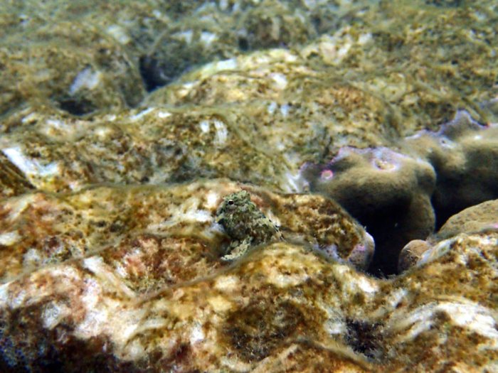 Salarias fasciatus