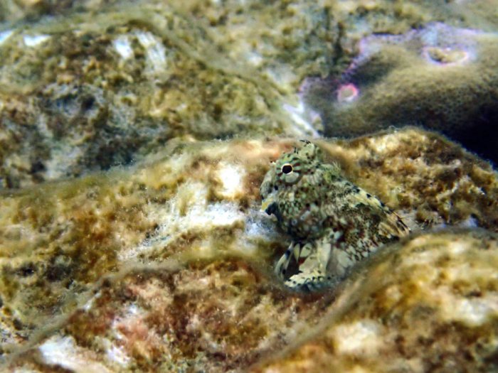 Salarias fasciatus
