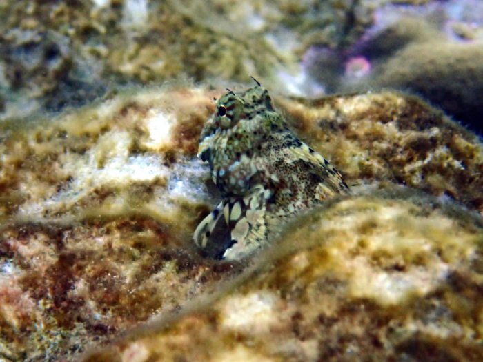 Salarias fasciatus