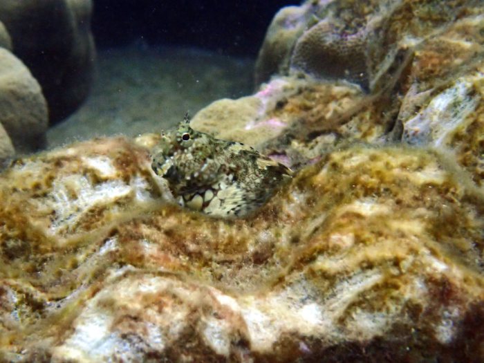 Salarias fasciatus