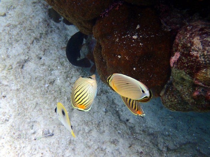 Chaetodon pelewensis