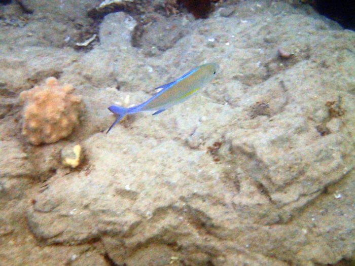 Caranx melampygus