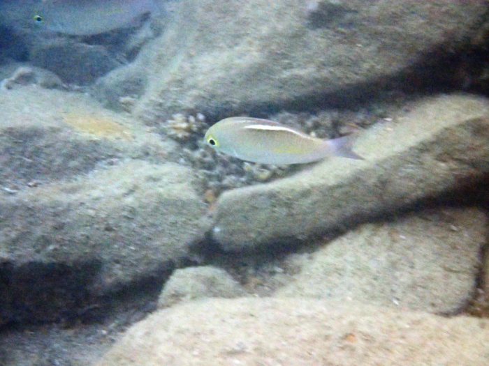 Scolopsis ciliata