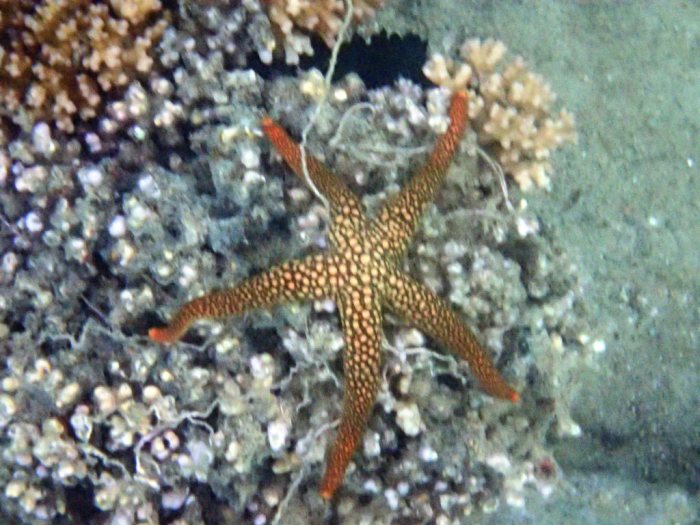 Nardoa novaecaledoniae