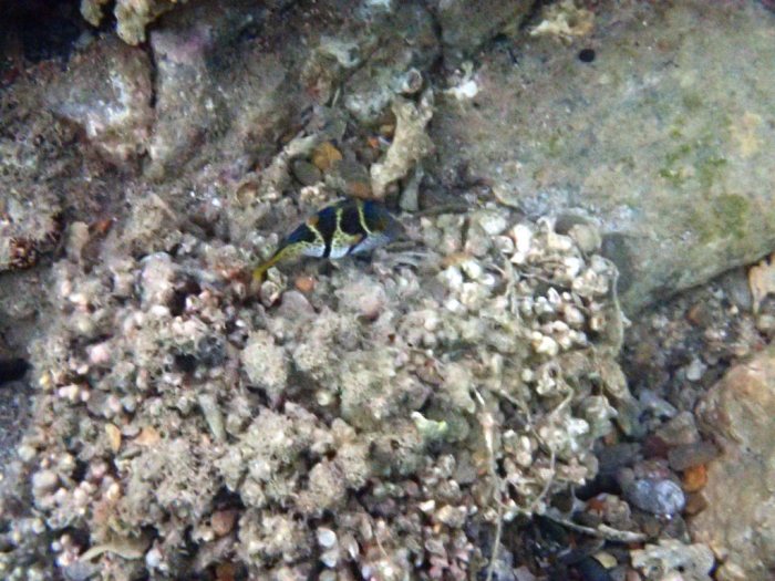 Canthigaster valentini