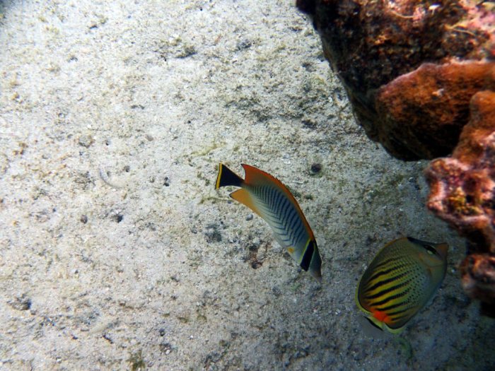 Chaetodon pelewensis