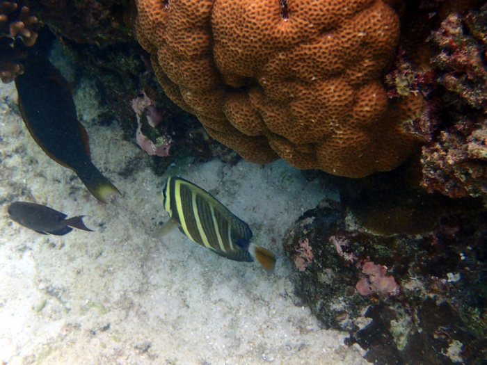Zebrasoma velifer