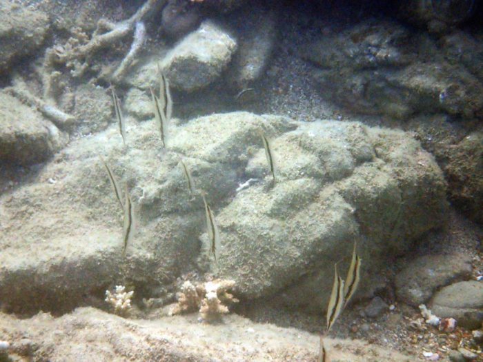Aeoliscus strigatus