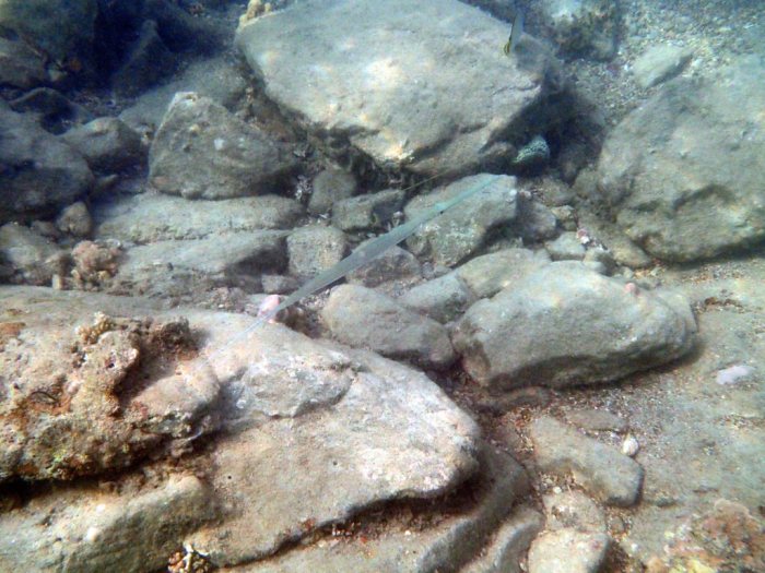 Fistularia commersonii