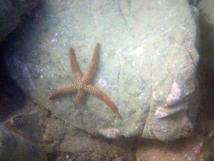 Nardoa novaecaledoniae