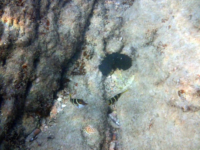 Canthigaster valentini