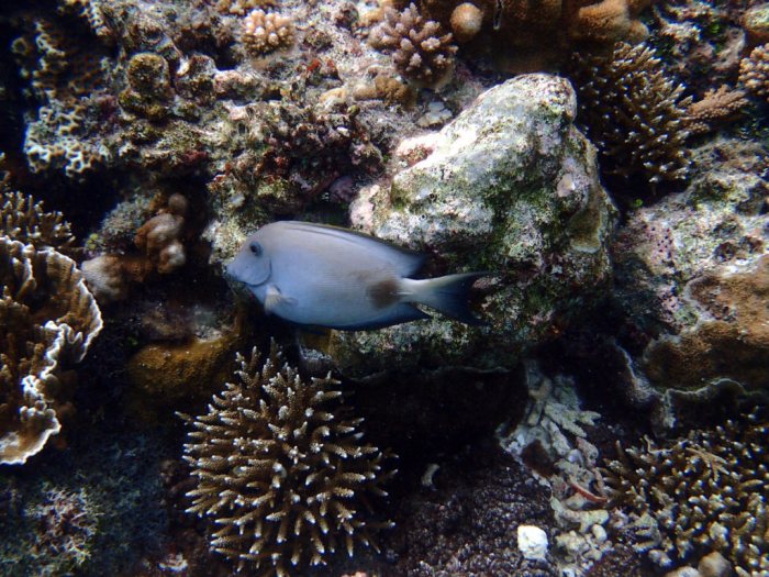 Ctenochaetus striatus