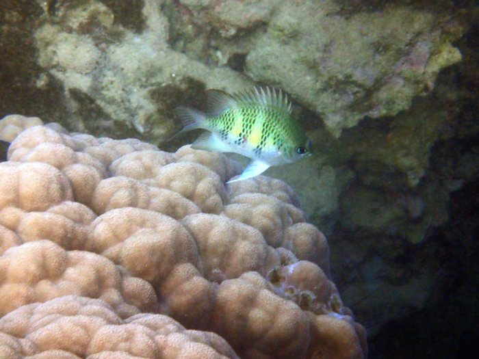Amblyglyphidodon curacao