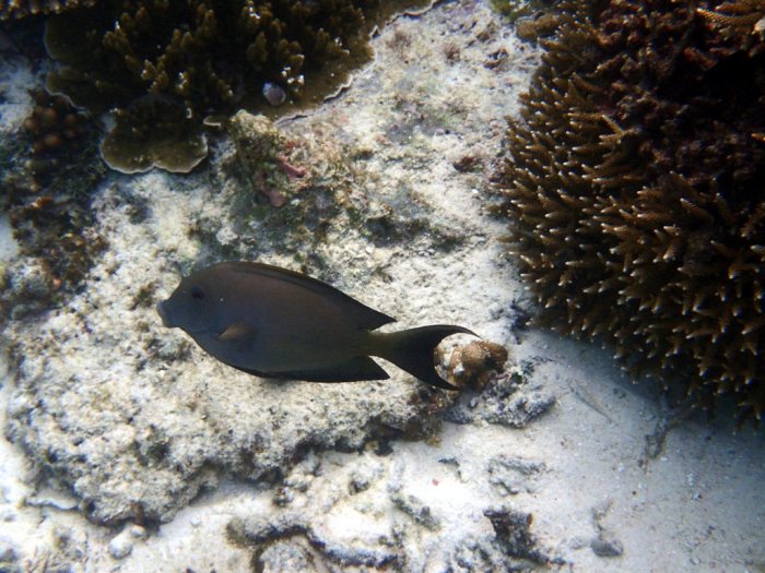 Ctenochaetus striatus