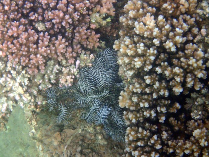 Clarkcomanthus (Comantus) mirabilis