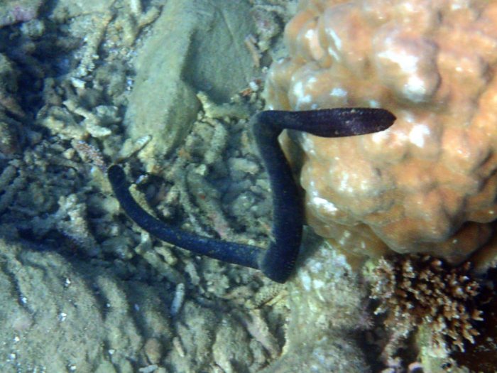 Emydocephalus annulatus