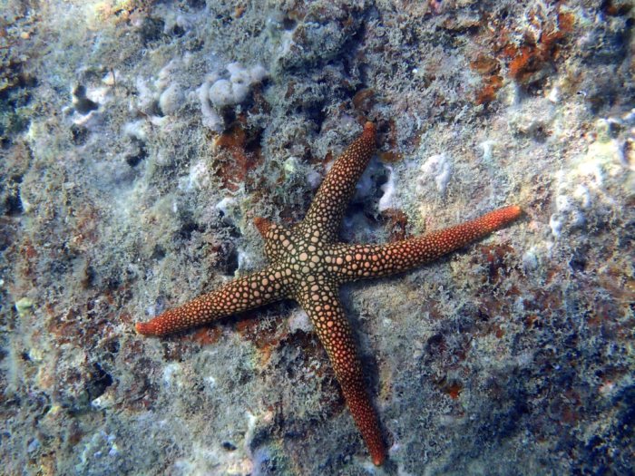 Nardoa novaecaledoniae