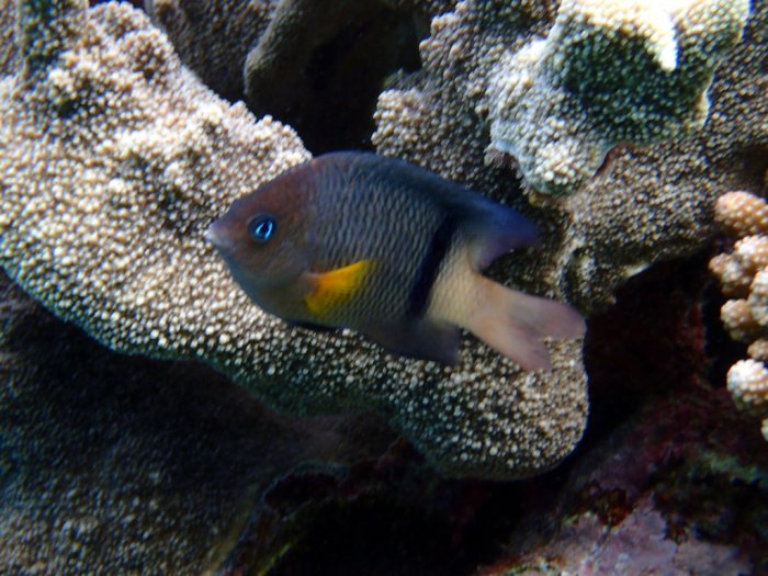 Plectroglyphidodon dickii