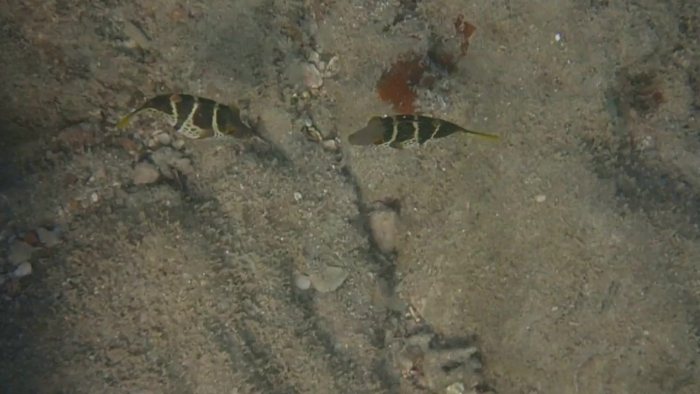 Canthigaster valentini