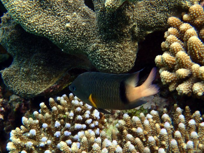 Plectroglyphidodon dickii