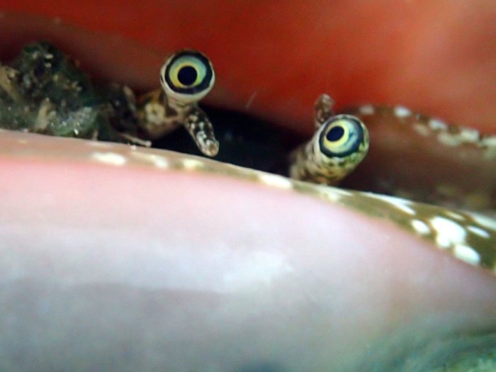 Dardanus lagopodes