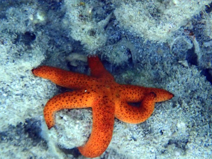 Echinaster luzonicus