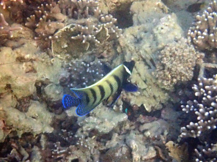 Pomacanthus sexstriatus