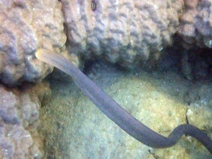 Aipysurus laevis