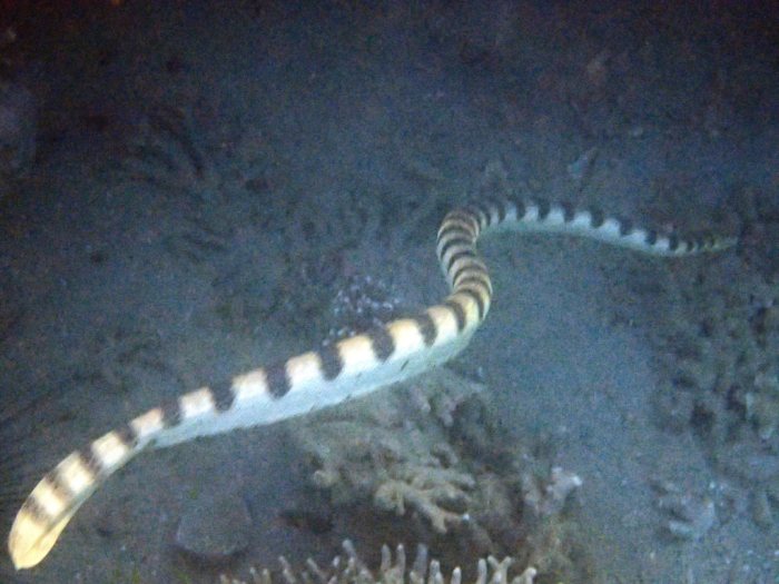 Hydrophis major