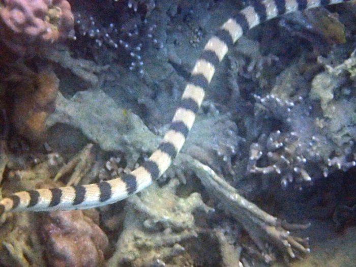 Hydrophis major