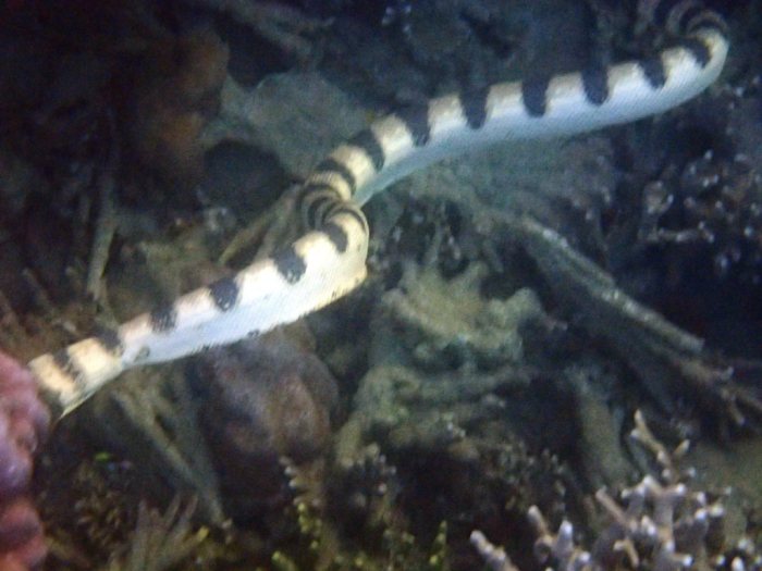 Hydrophis major