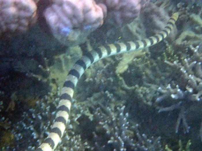 Hydrophis major