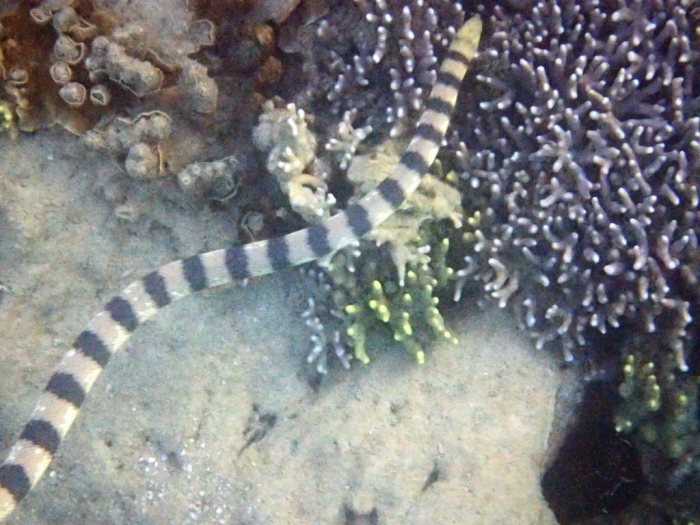 Hydrophis major