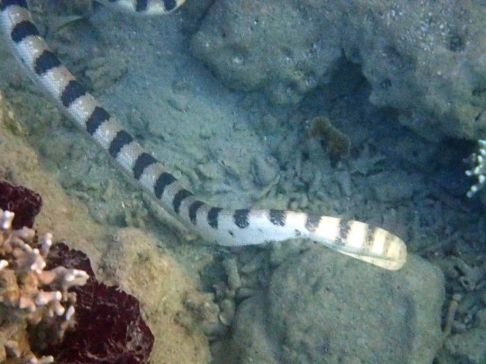 Hydrophis major