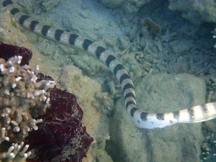 Hydrophis major