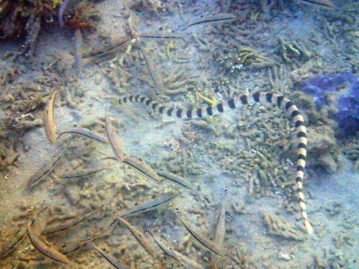 Hydrophis major