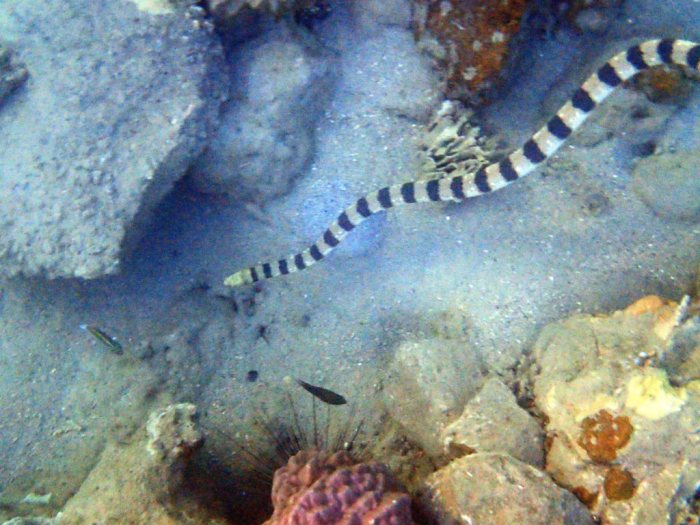 Hydrophis major