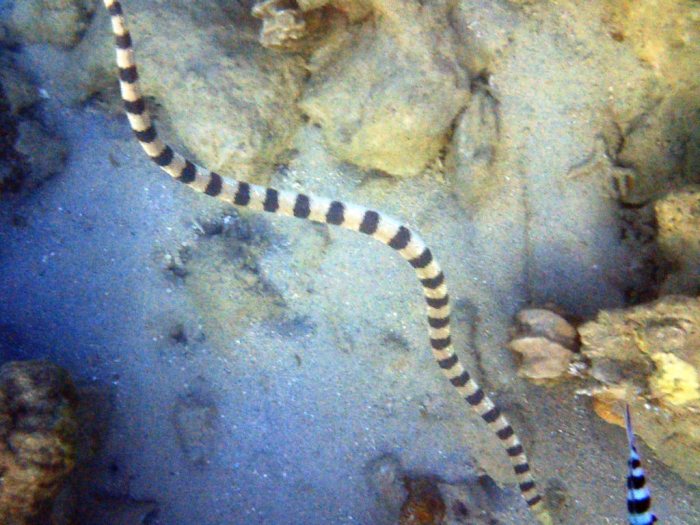 Hydrophis major