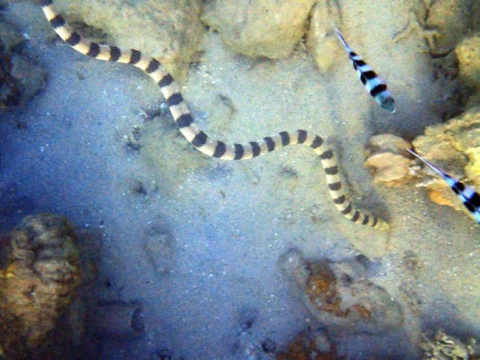Hydrophis major