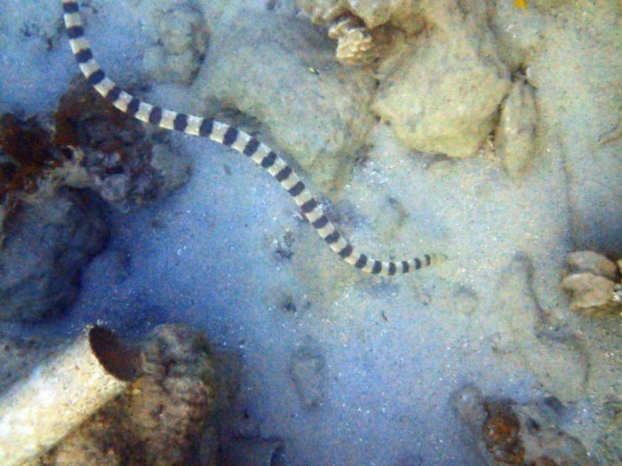 Hydrophis major