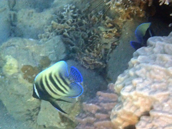 Pomacanthus sexstriatus