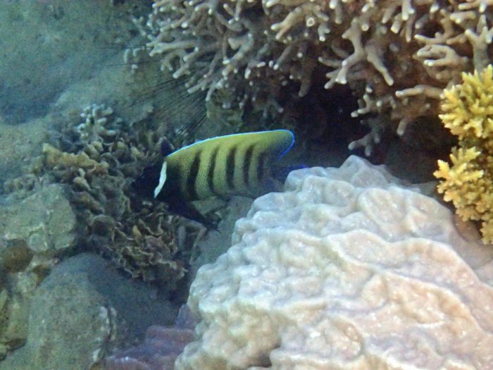 Pomacanthus sexstriatus