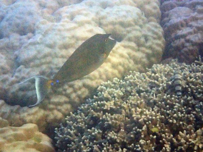 Naso unicornis