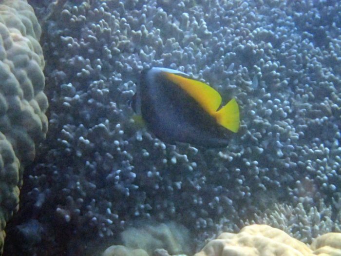 Heniochus singularius