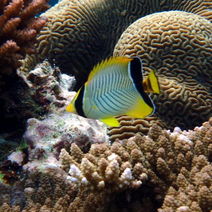 Chaetodon trifascialis