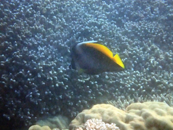 Heniochus singularius