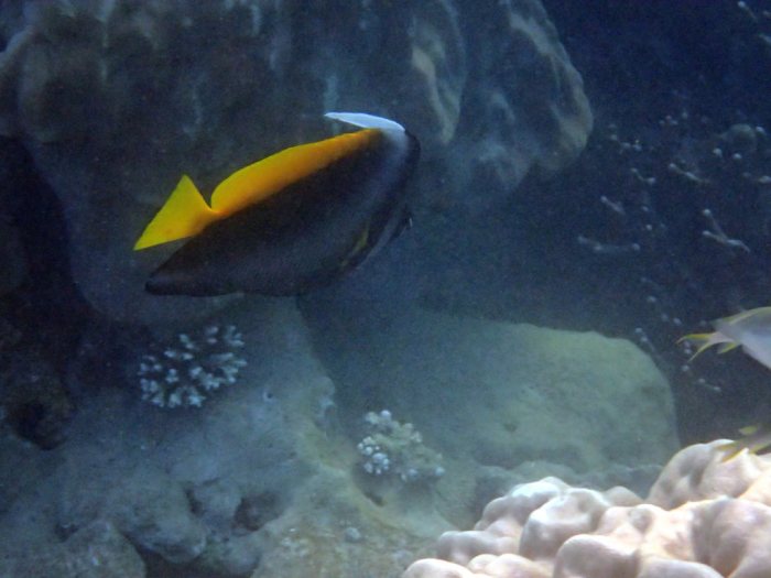 Heniochus singularius