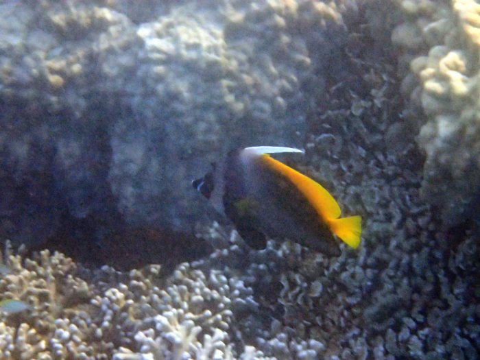 Heniochus singularius