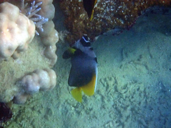 Heniochus singularius